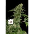 sagensour-thseeds-feminised-weed-seeds