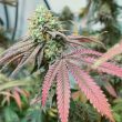 tiizer-cannabis-weed-seed-spitfire-genetics_1