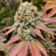 tiizer-cannabis-weed-seed-spitfire-genetics_1