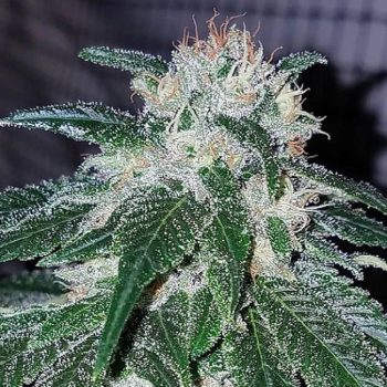 Tinky Winky Cannabis Seeds by Emerald Mountain Legacy