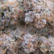 titty-twister-female-cannabis-seeds