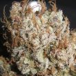 titty-twister-female-cannabis-seeds