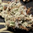 titty-twister-female-cannabis-seeds