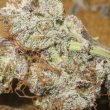 titty-twister-female-cannabis-seeds