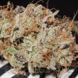 titty-twister-female-cannabis-seeds