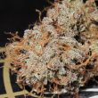titty-twister-female-cannabis-seeds