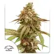 Tropical Tangie by Dutch Passion