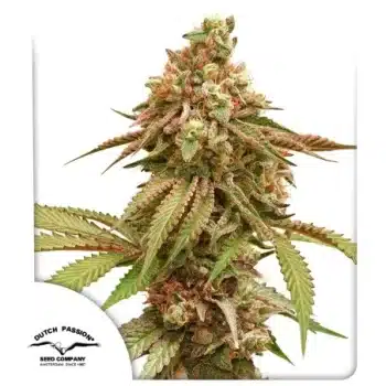 Tropical Tangie by Dutch Passion