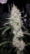 britney-regular-weed-seed-true-canna-genetics