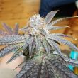 crimson-cookies-regular-seeds-true-canna-genetics
