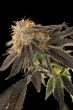 pink-cookie-bliss-regular-weed–seeds-true-canna-genetics