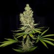 true-canna-genetics—terparella