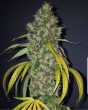 true-love-cannabis-seed-true-canna-genetics