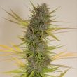 true-love-cannabis-seed-true-canna-genetics