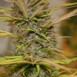true-love-cannabis-seed-true-canna-genetics