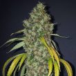 true-love-cannabis-seed-true-canna-genetics