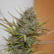 true-love-cannabis-seed-true-canna-genetics