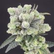 Two Bananas Feminized Cannabis Seeds by Old School Genetics