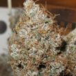 ultra-genetics—afro-jam-haze-2