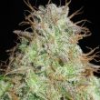 ultra-genetics—cookie-balboa