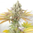 ultra-genetics—cookie-balboa