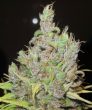 ultra-genetics—super-silver-grapefruit