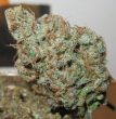 ultra-genetics—super-silver-grapefruit
