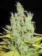 ultra-genetics—super-silver-grapefruit