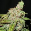 ultra-genetics—ultra-grapefruit