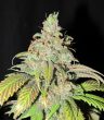 ultra-genetics—ultra-grapefruit