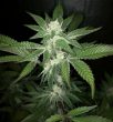 haute-genetique-v-kush
