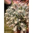 vanilla-fizz-auto-night-owl-seeds