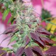 violet-cookies-regular-cannabis-seeds