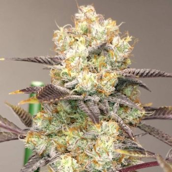 Vitamin Z Female Weed Seeds by Grounded Genetics