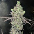 watzapp-cannabis-seeds-spitfire-genetics