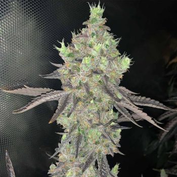 Watzapp Regular Weed Seeds by Spitfire Genetics