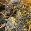 watzapp-cannabis-seeds-spitfire-genetics