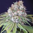 melon-cheddar-female-weed-seeds-karma-genetics