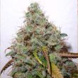 paradise-seeds—white-berry
