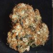 paradise-seeds—white-berry
