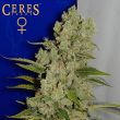 ceres-white-widow