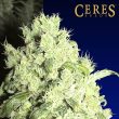 White Indica Cannabis Seeds By Ceres Seeds