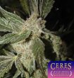 white_panther_cannabis_seeds