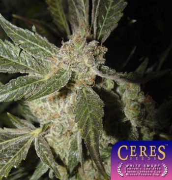 White Panther Cannabis Seeds By Ceres Seeds