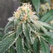 Widow Road Regular Cannabis Seeds by Old School Genetics