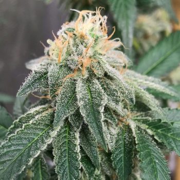 Widow Road Regular Cannabis Seeds by Old School Genetics