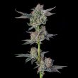 wingsuit-compound-genetics-feminized-cannabis-seeds