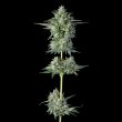 wingsuit-compound-genetics-feminized-cannabis-seeds