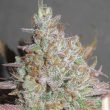 Yum Bongo Female Weed Seeds by Ultra Genetics
