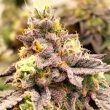 z-pointer-weed-seed-grounded-genetics